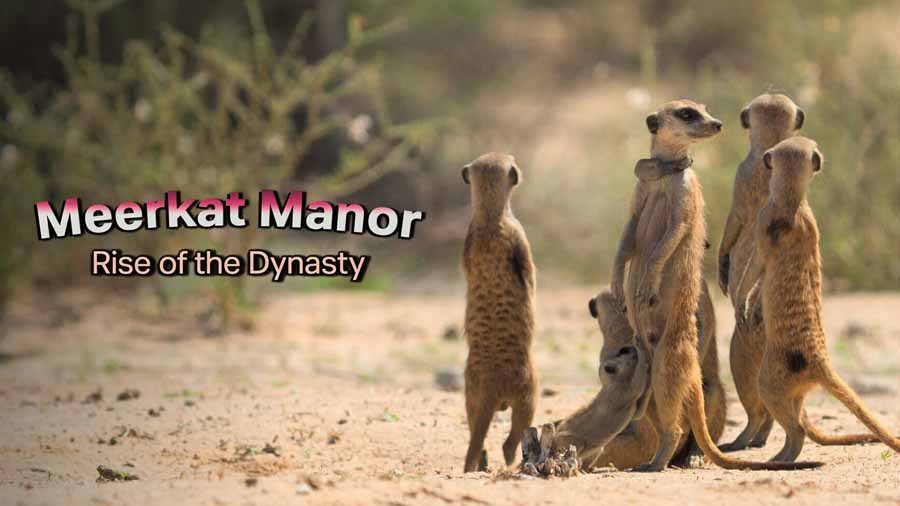 Meerkat-Manor-Rise-Of-The-Dynasty.jpg