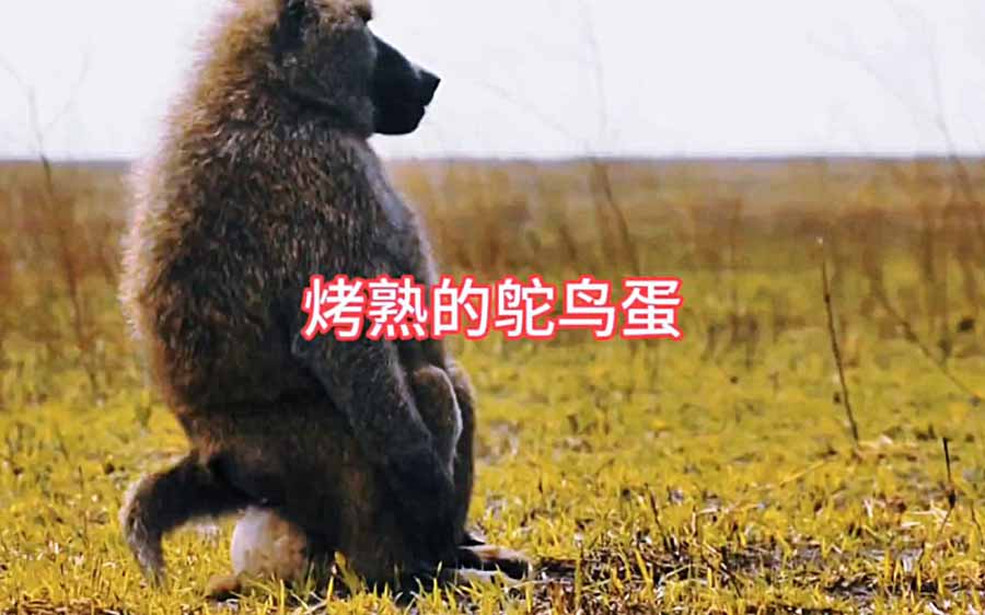 TUO-NIAO-DAN.jpg