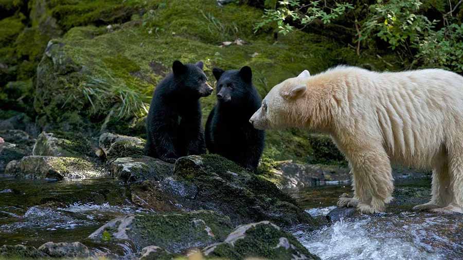 Spirit-Bear-Family.jpg