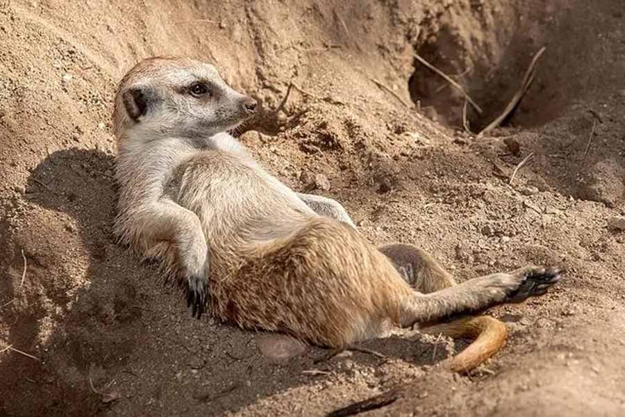 Meerkat-Manor.jpg