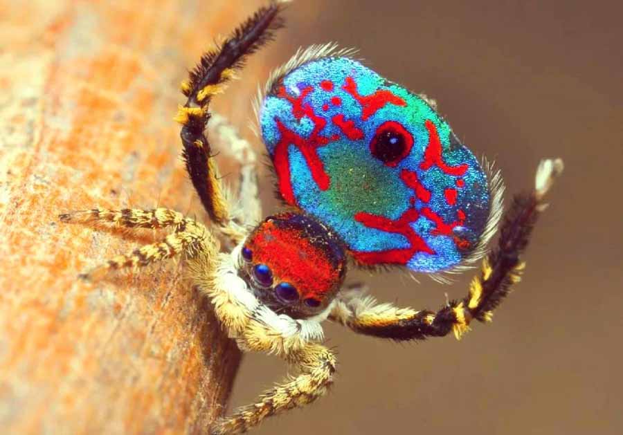 Peacock-Spider.jpg