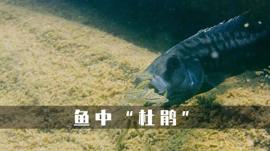 cidiaoyu.jpg