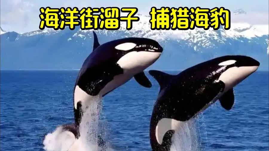 HU-JING-HAI-BAO.jpg
