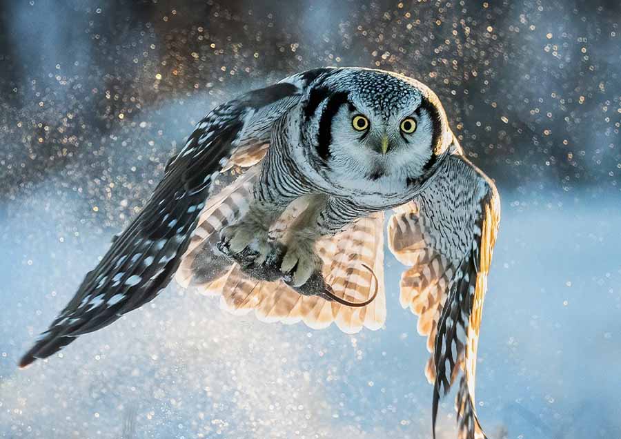 Wild-Winter.jpg