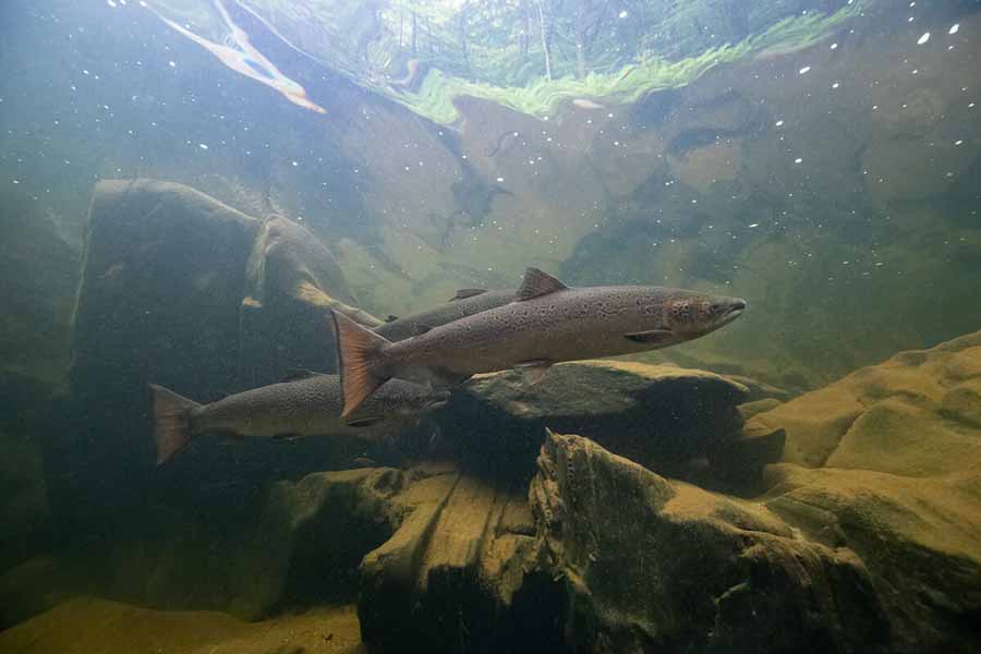 The-Lifecycle-of-the-Atlantic-Salmon.jpg