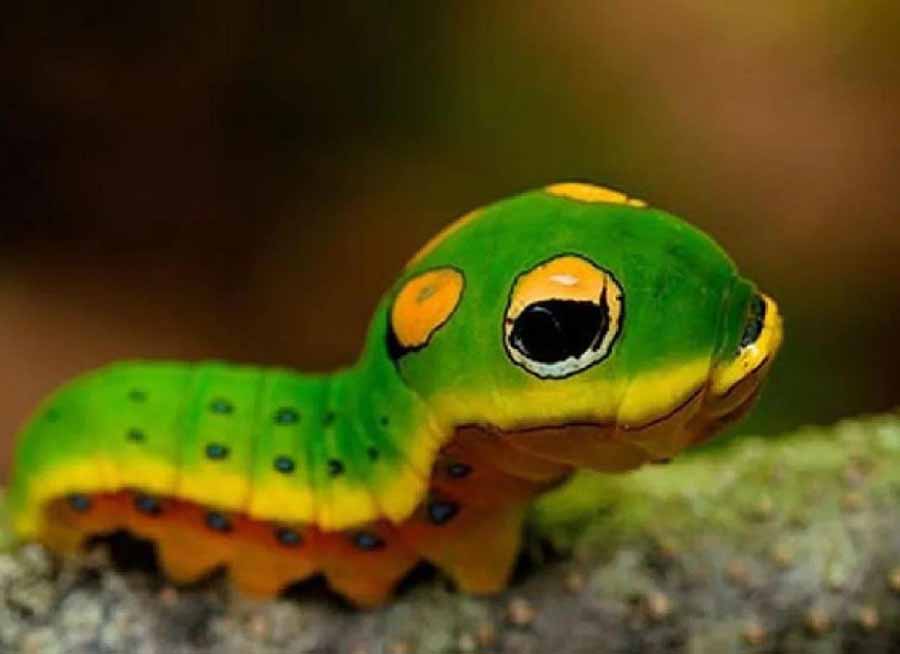 spicebush-swallowtail.jpg