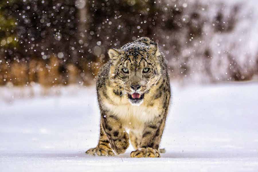 Snow-Leopard-of-Afghanistan.jpg