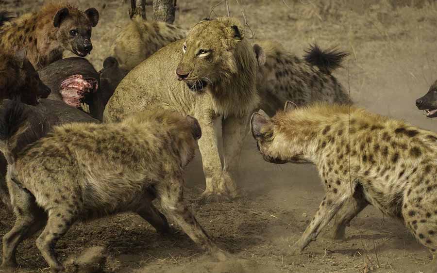 Killer-IQ-Lion-vs-Hyena.jpg