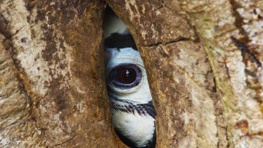 Malabar-pied-hornbill.jpg