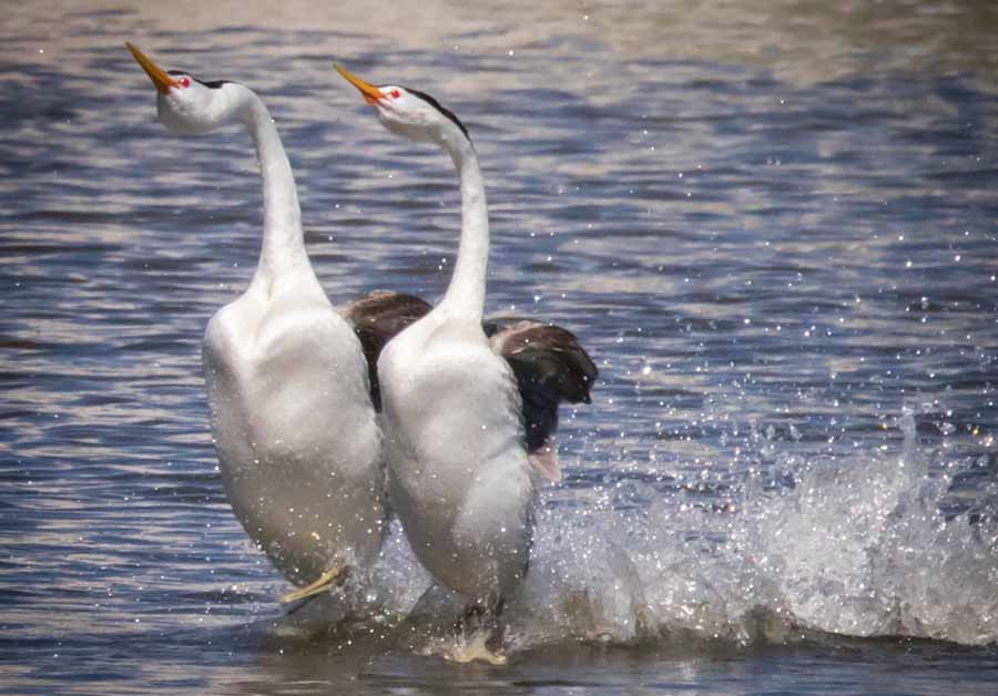 Grebes.jpg
