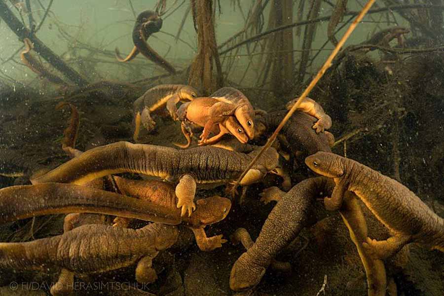 Sierra-Newts.jpg