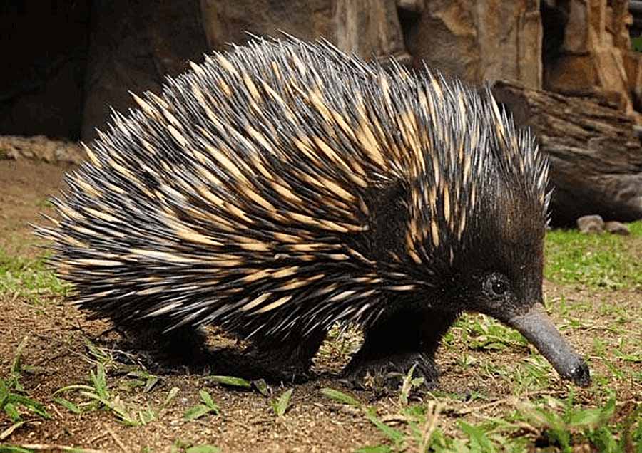 Echidna.jpg