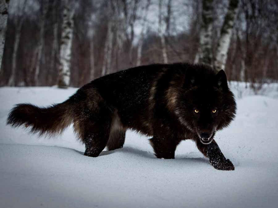 The-Rise-of-Black-Wolf.jpg