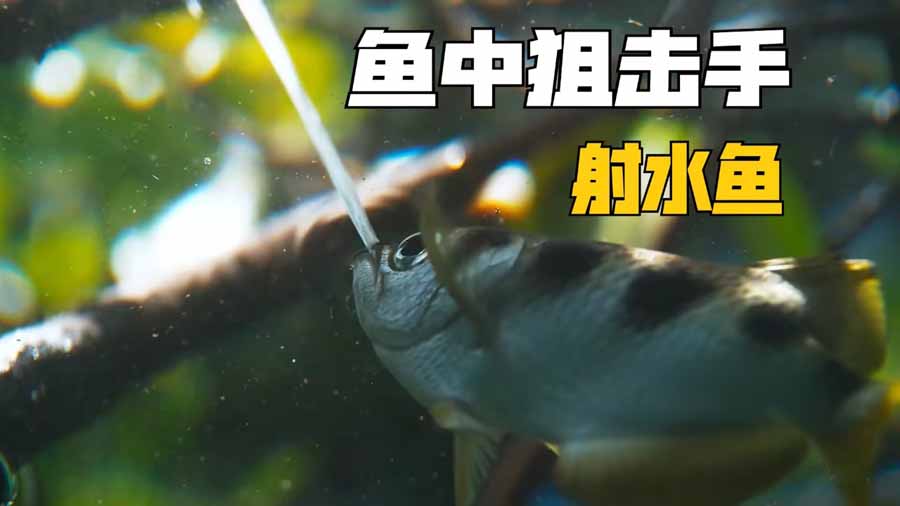 Archerfish.jpg
