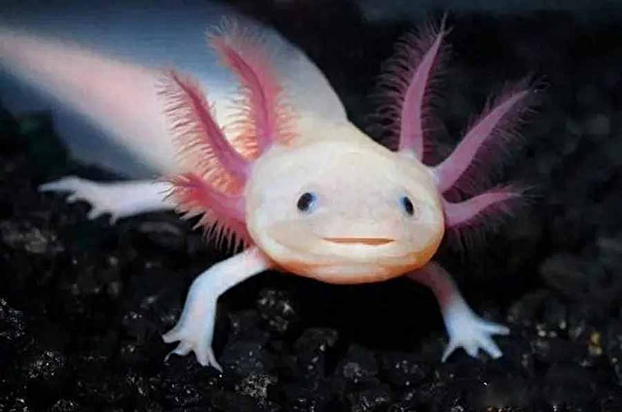 Olm-Salamanders.jpg