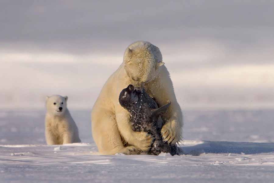 Polar-bear-eats-seal.jpg