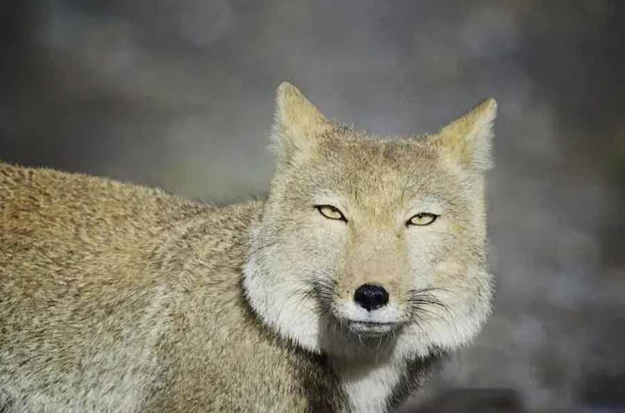 Tibetan-Fox.jpg