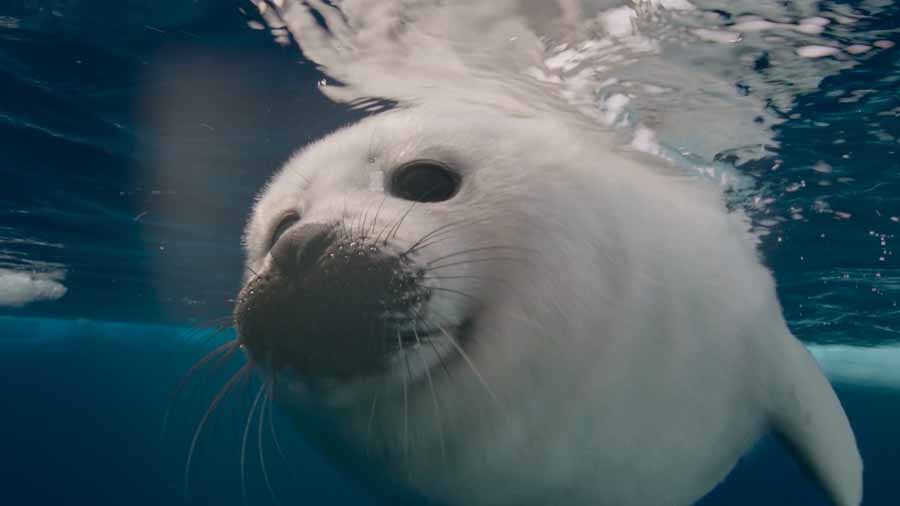 Harp-Seal.jpg
