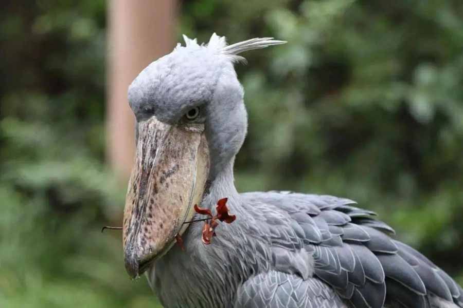 Shoebill.jpg