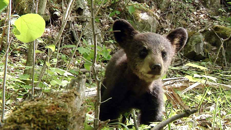The-Bear-Family-and-Me.jpg