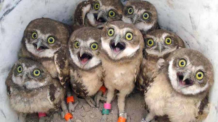 burrowing-owl.jpg