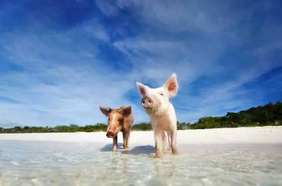 PIG-ISLAND.jpg