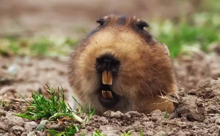 mole-rat.jpg