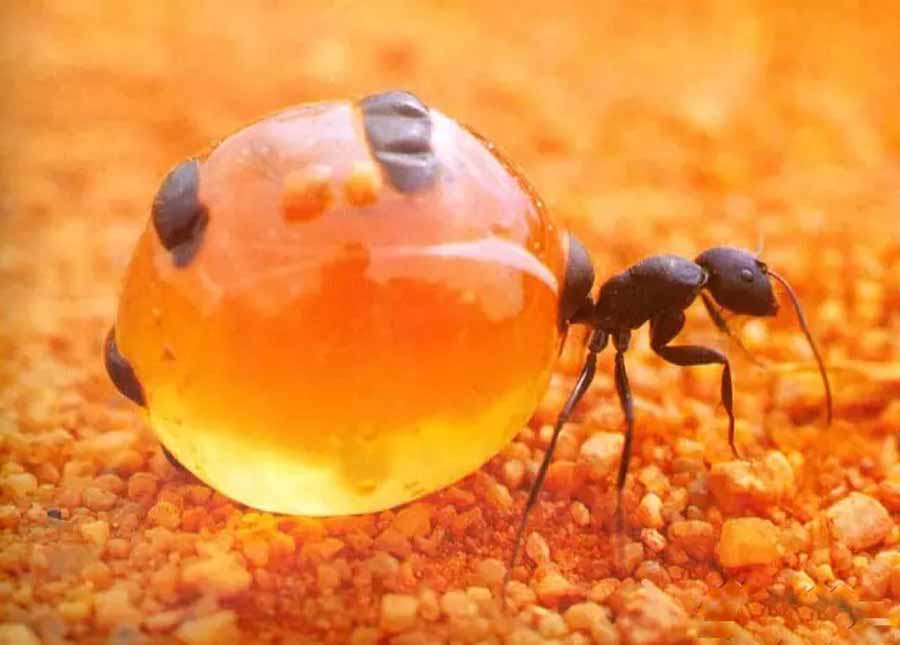 honey-pot-ant.jpg