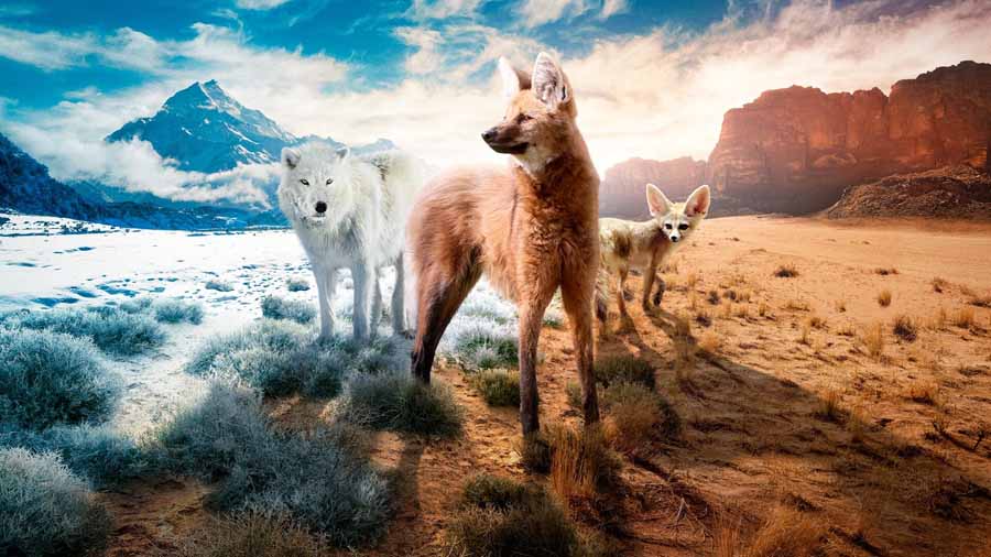 Dogs-in-the-Wild.jpg
