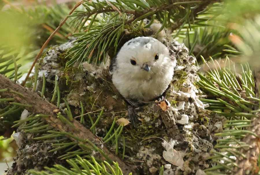 Long-tailed-Tit.jpg