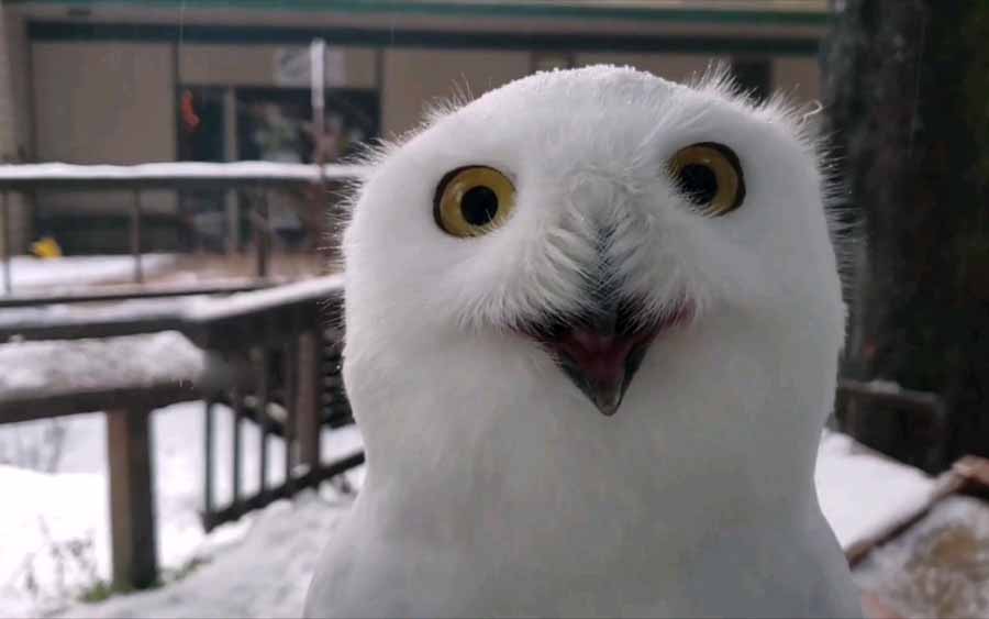 Snowy-owl.jpg