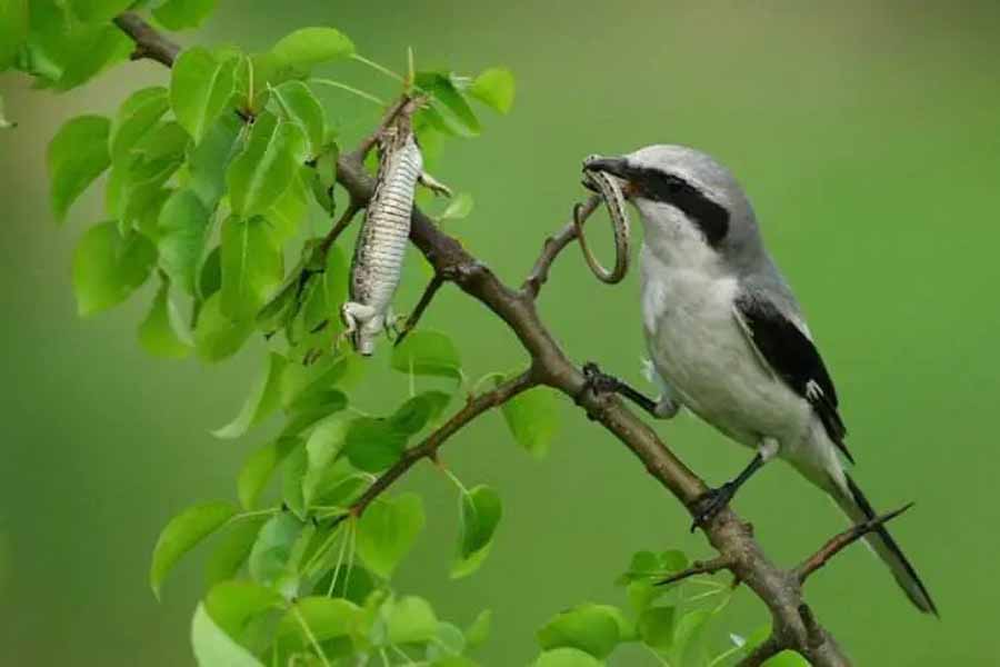 Shrike.jpg