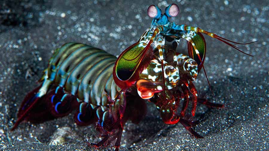 Mantis-Shrimp.jpg