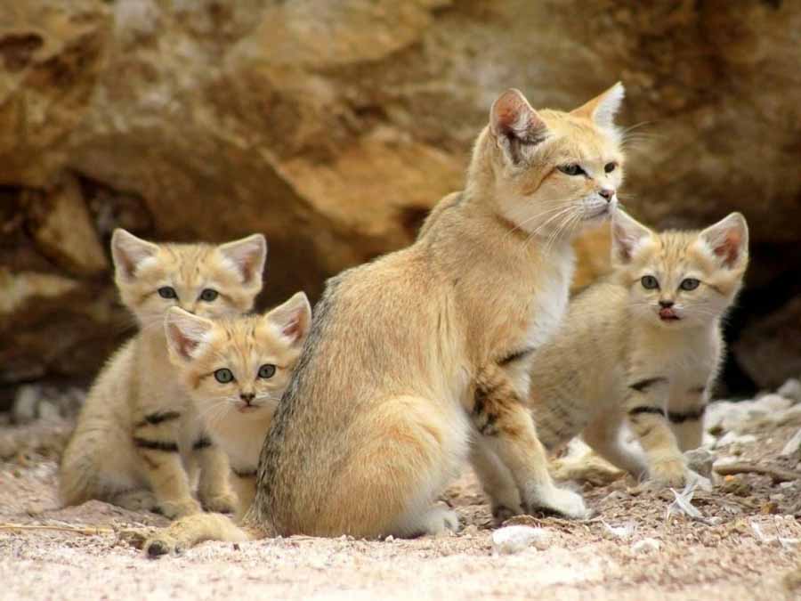Sand-Cat.jpg