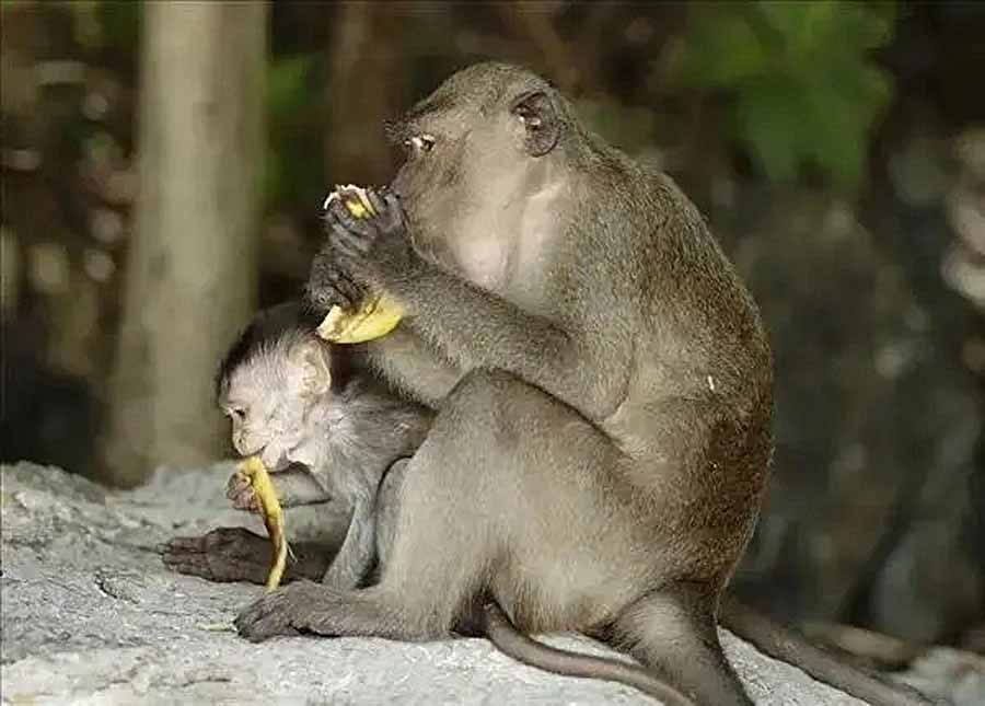 Monkeys-eat-durian.jpg