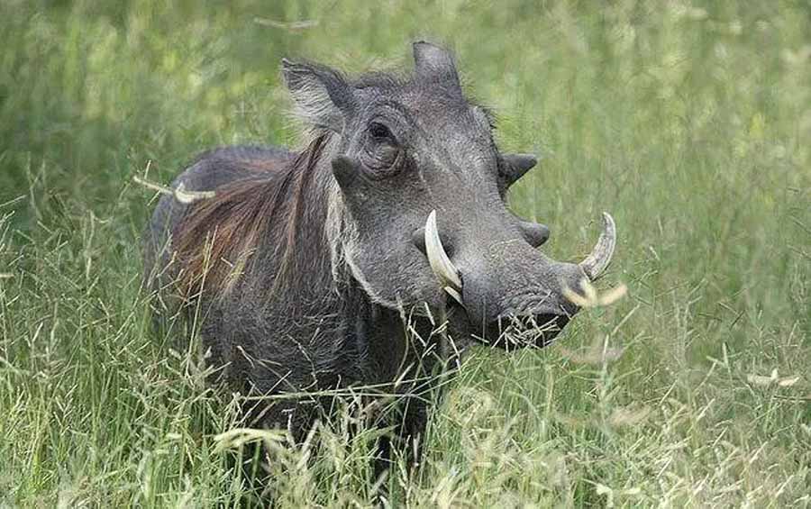 Warthogs.jpg