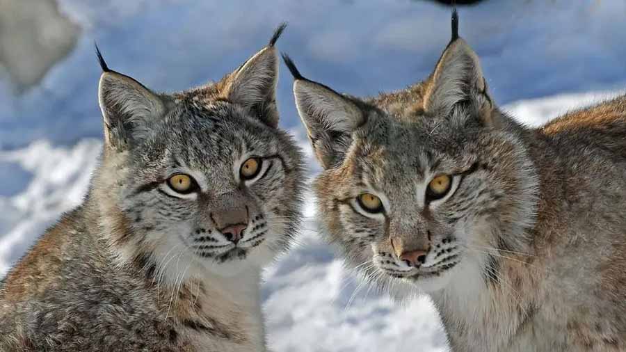 Lynx.jpg