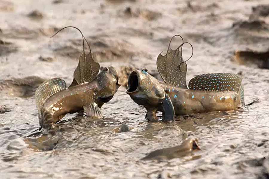mudskipper.jpg