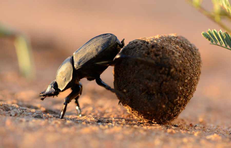 Dung-Beetle.jpg