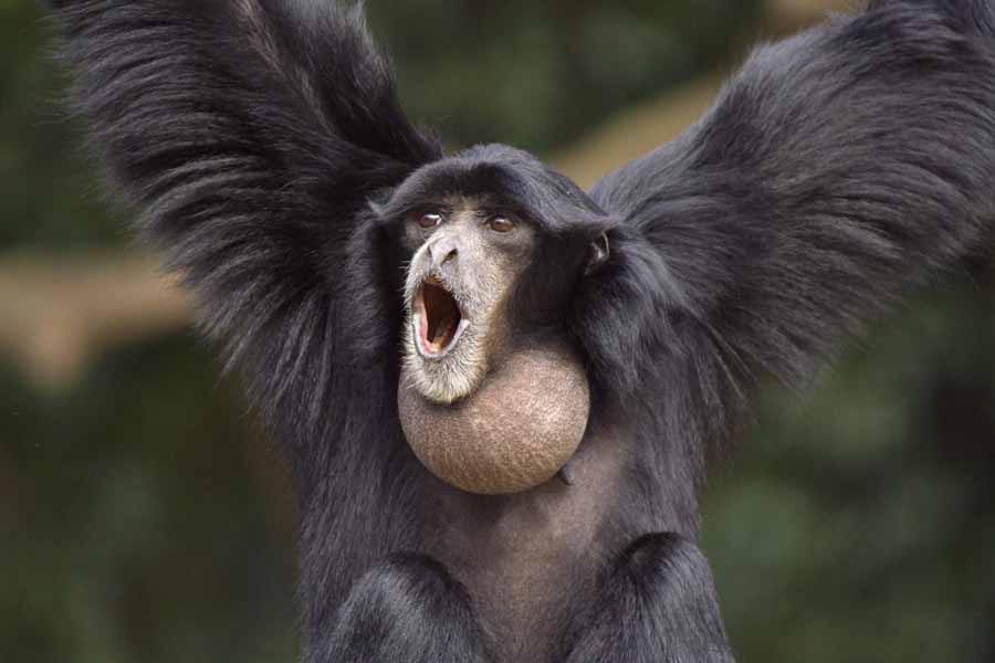 Siamang.jpg