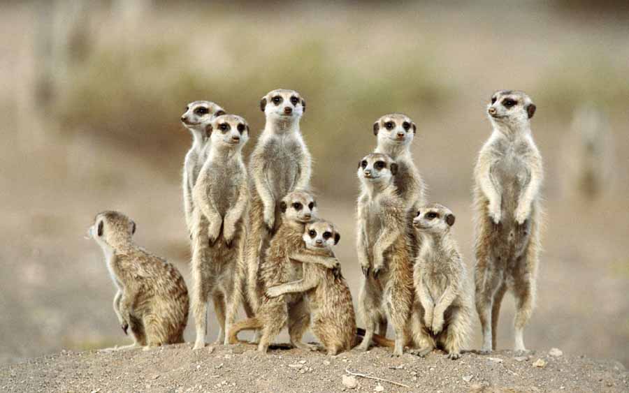 Meerkat.jpg