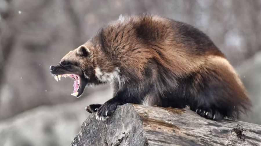 Wolverine.jpg