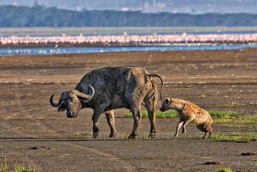 Spotted-Hyenas.jpg