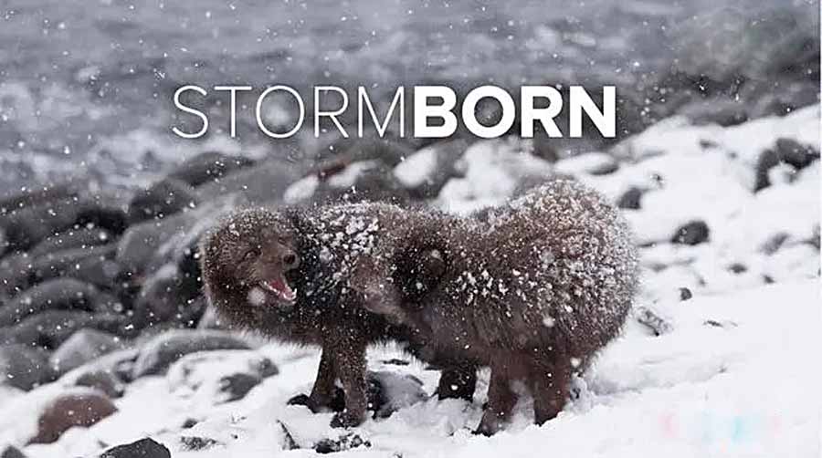 Stormborn.jpg