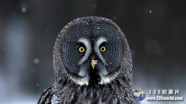 Super-Powered-Owls.jpg