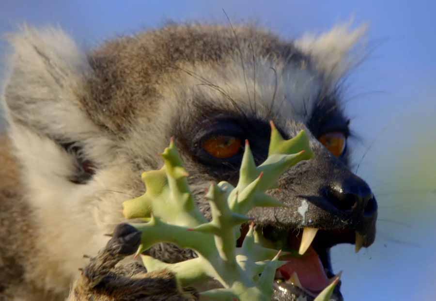 lemurs.jpg