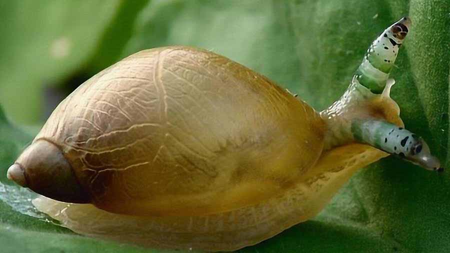 ZOMBIE-SNAILS.jpg