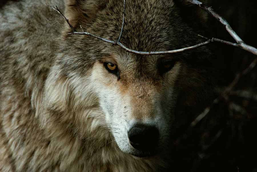 In-the-Valley-of-the-Wolves-1.jpg