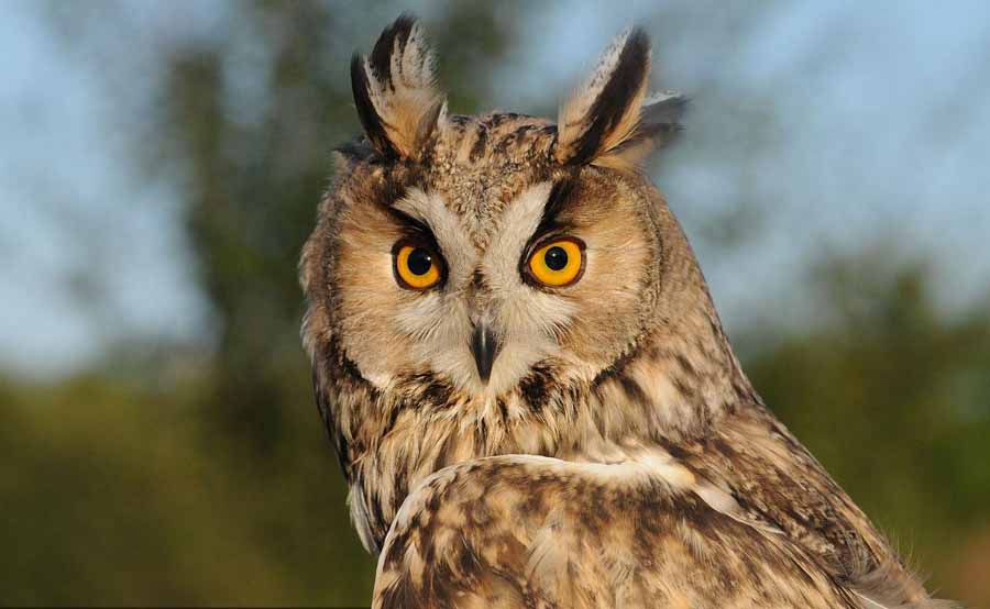 Long-eared-Owl.jpg