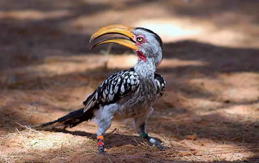 Red-billed-Hornbill.jpg
